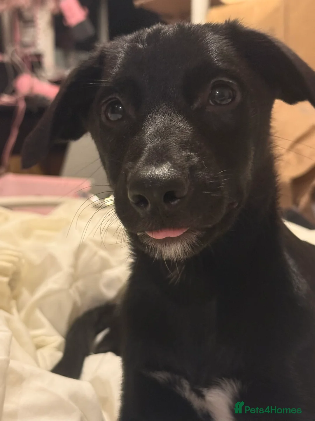 Mixed Breed dogs for sale: Labrador Collie Cross Puppy - Advert 2