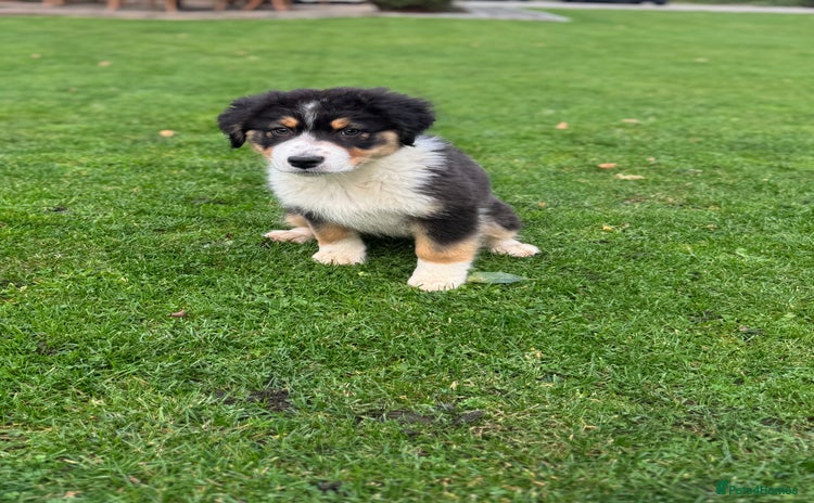 Australian Shepherd dogs - Advert 1