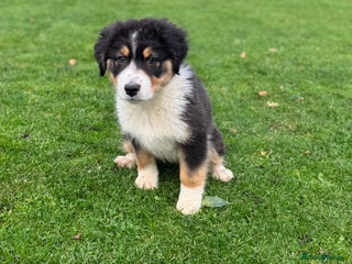 Australian Shepherd dogs - Advert 1