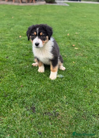 Australian Shepherd dogs - Advert 1