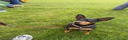 Miniature Pinscher dogs for sale: STUNNING father & daughter min pins  - Advert 7