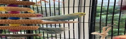 Budgerigars birds for sale: Male Rainbow Budgie with large cage and stand - Advert 4