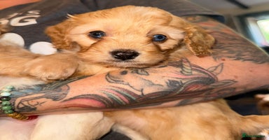 Cavapoo dogs - Advert 2