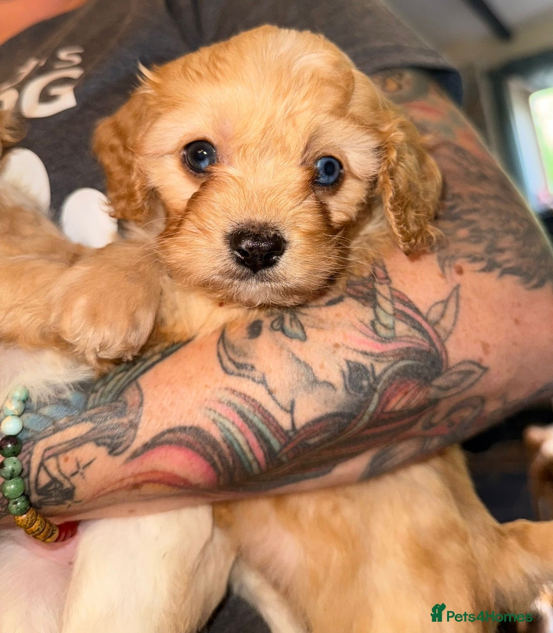 Cavapoo dogs for sale: Beautiful fully DNA tested Cavapoo's  - Image 3