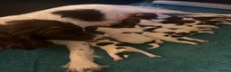 English Springer Spaniel dogs for stud: KC ESS, DNA Clear inc DAMS - Advert 3