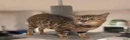 Bengal cats for sale: Retired Male Bengal Seeking Forever Home - Advert 2