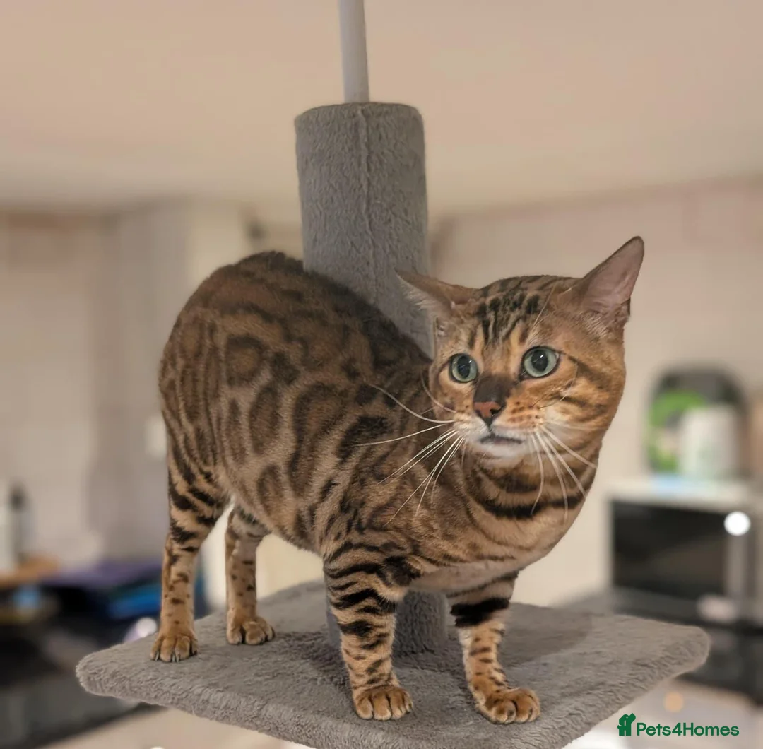 Bengal cats for sale: Retired Male Bengal Seeking Forever Home - Advert 2