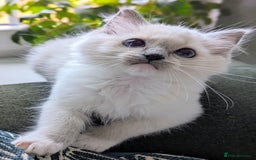Ragdoll cats for sale: Last Gorgeous Ragdoll kitten - Image 15