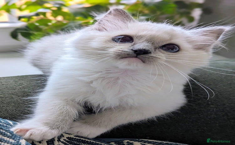 Ragdoll cats - Advert 3