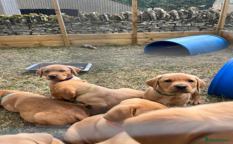 Labrador Retriever dogs - Advert 9