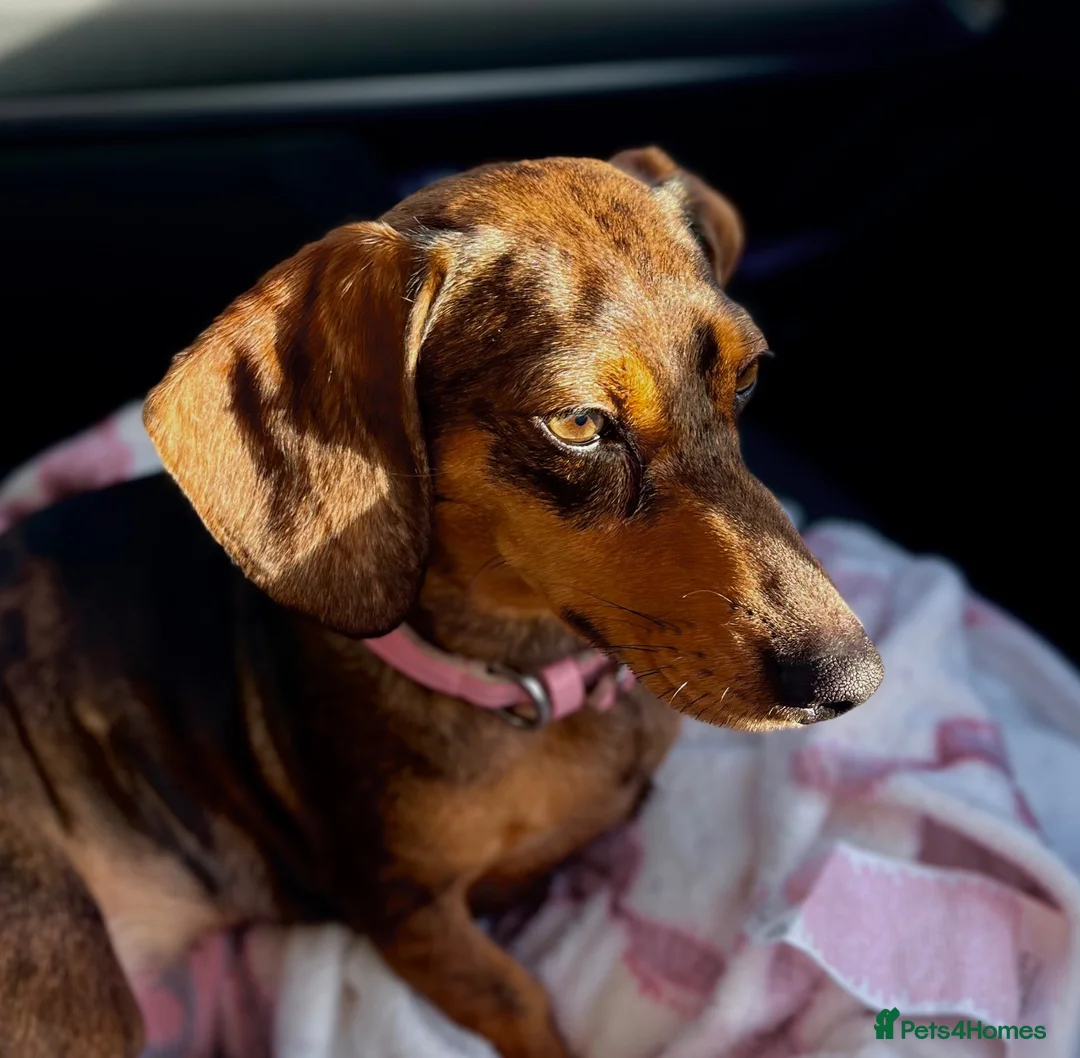 Miniature Dachshund dogs for sale: Miniture Dashunds for sale  in Maidstone - Advert 2