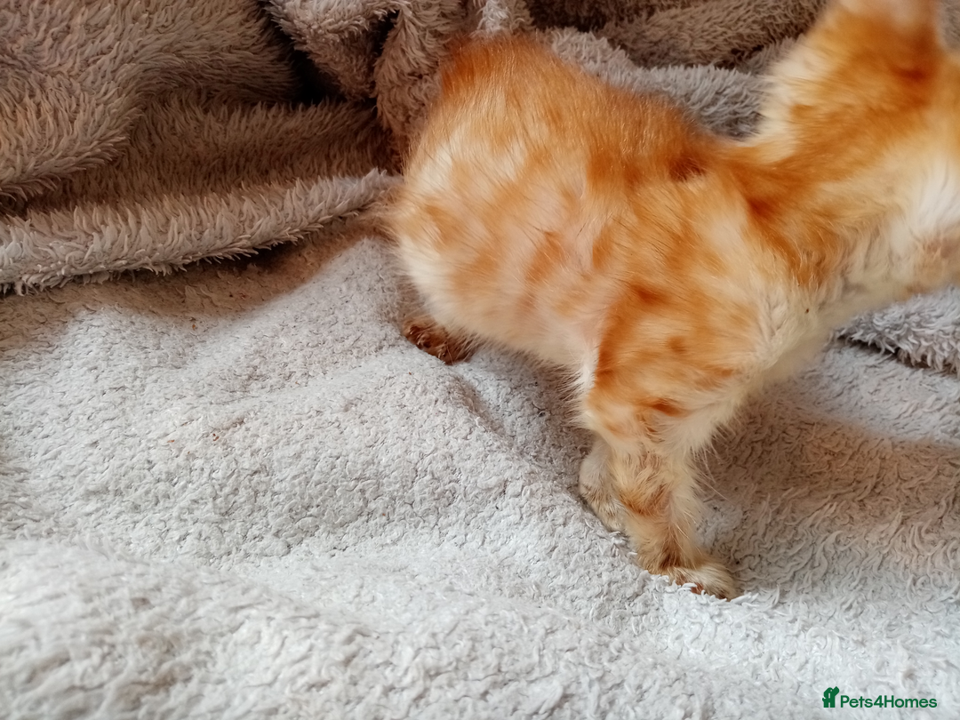 Mixed Breed cats for sale: Lovely Ginger and Rosetted Kittens - Image 32