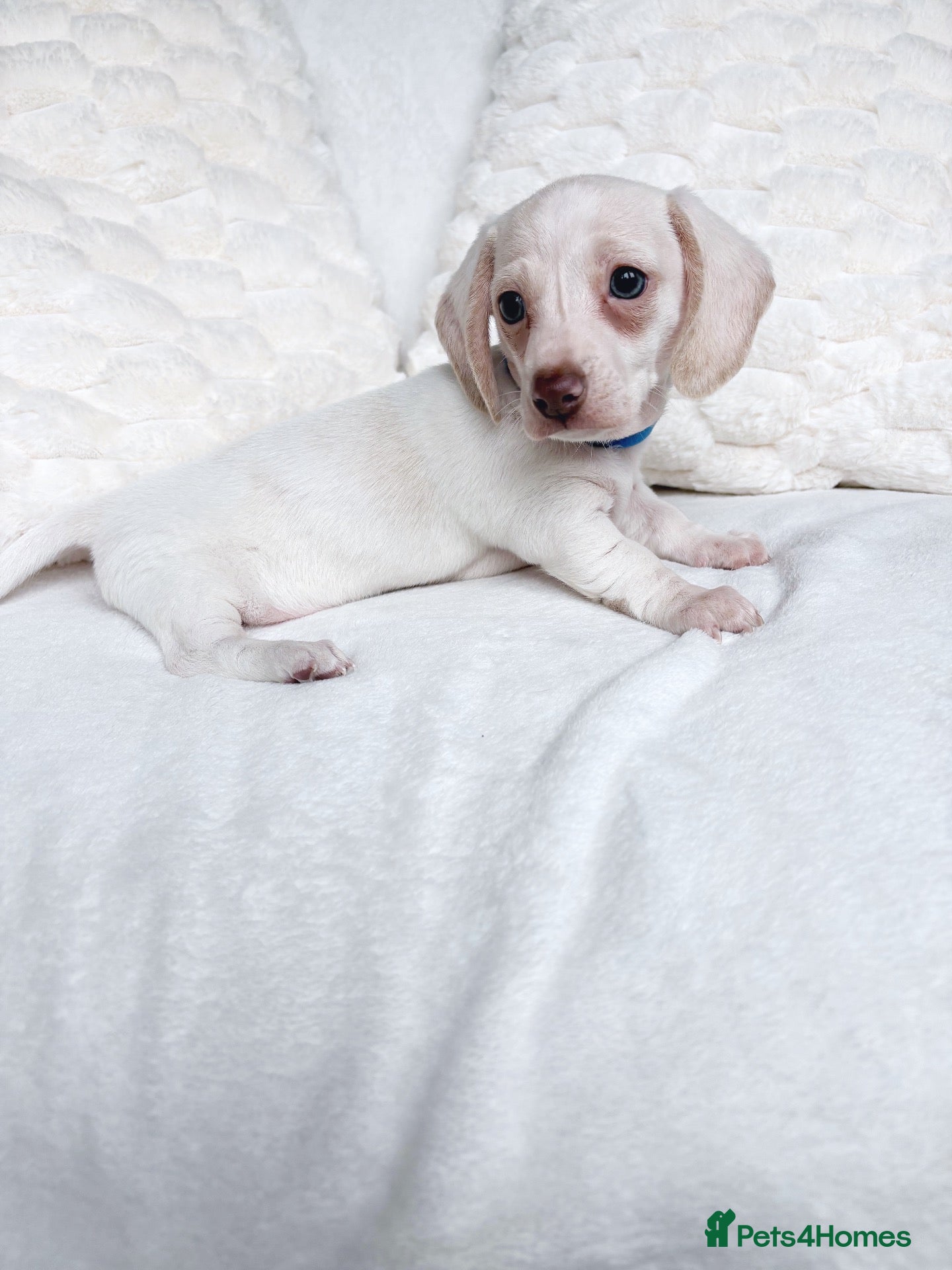 Miniature Dachshund dogs for sale: Cream miniature dachshund puppies - Advert 2
