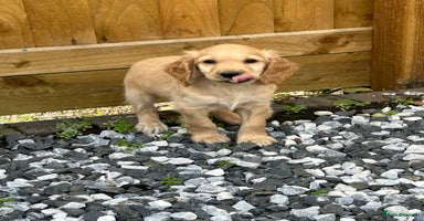 Cocker Spaniel dogs - Advert 6