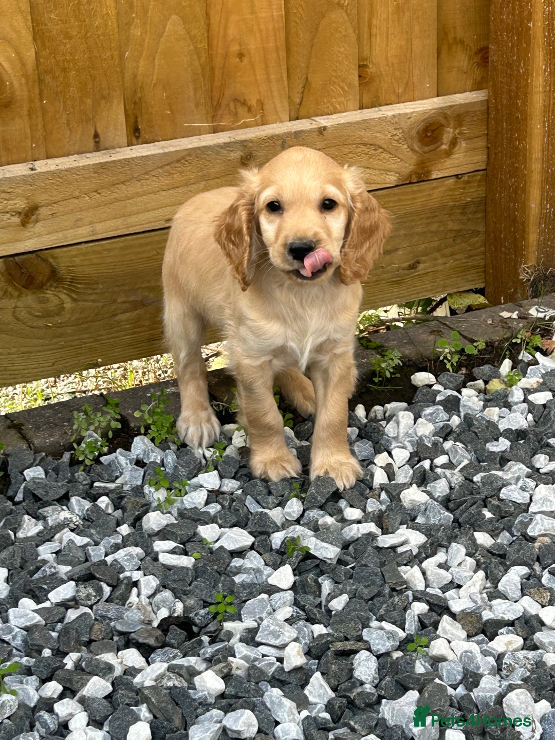 Cocker Spaniel dogs for sale: Health tested cocker spaniel puppies  - Advert 8