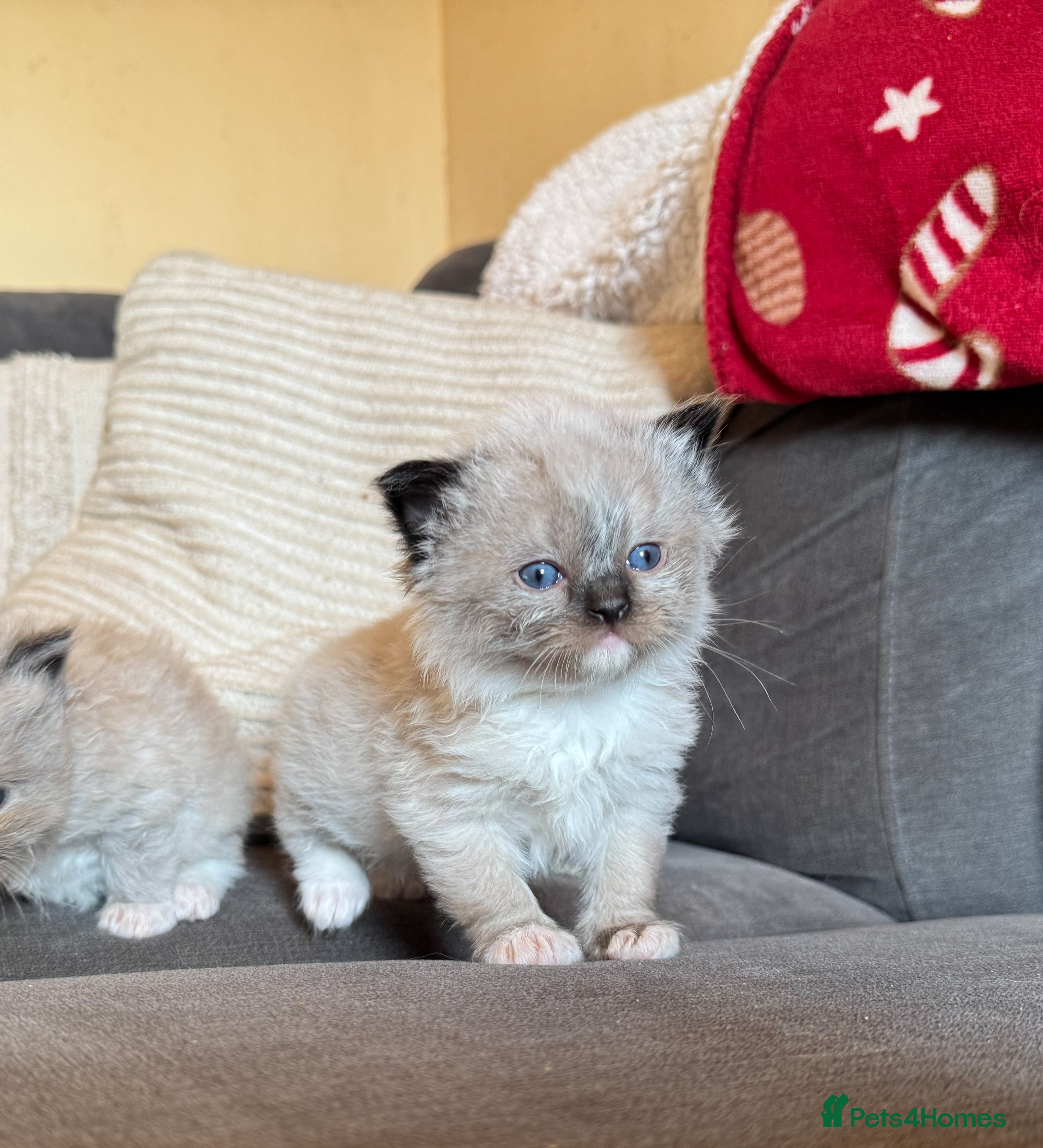 Ragdoll cats Mink Ragdolls available  - Advert 5