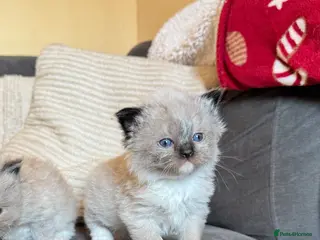 Ragdoll cats Mink Ragdolls available - Advert 5