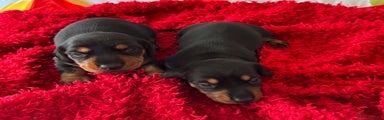 Dachshund Puppy 2