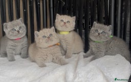 British Shorthair cats for sale: Absolutely beautiful BSH kittens  - Image 21