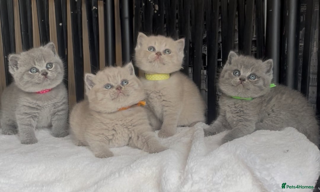 British Shorthair cats for sale: Absolutely beautiful BSH kittens  - Image 21