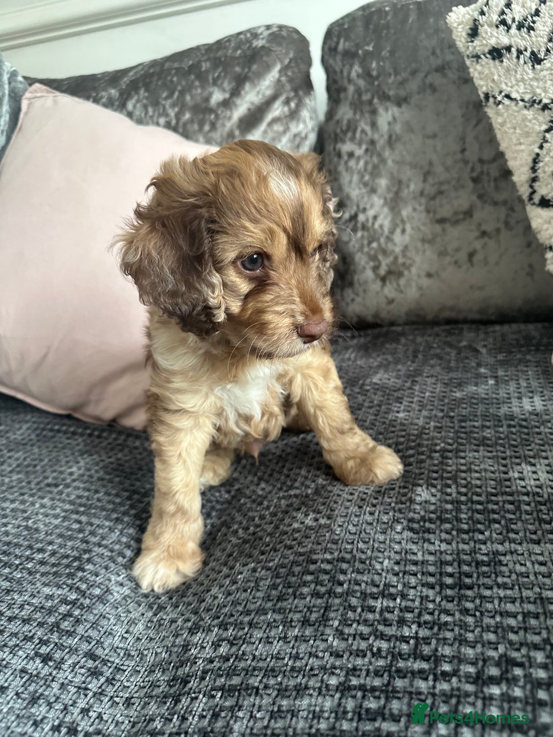 Cockapoo dogs for sale: ENGLISH SHOW F1 COCKAPOO BOY - Image 5