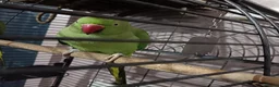 Ringnecks birds for sale: Pair of Indian ringnecks  - Advert 4