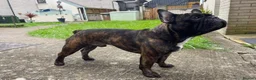 Mixed Breed dogs for sale: French staffys  in Porthcawl - Advert 8