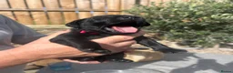 Labrador Retriever dogs for sale: Labrador puppies- TWO BOYS AVAILABLE  - Advert 20