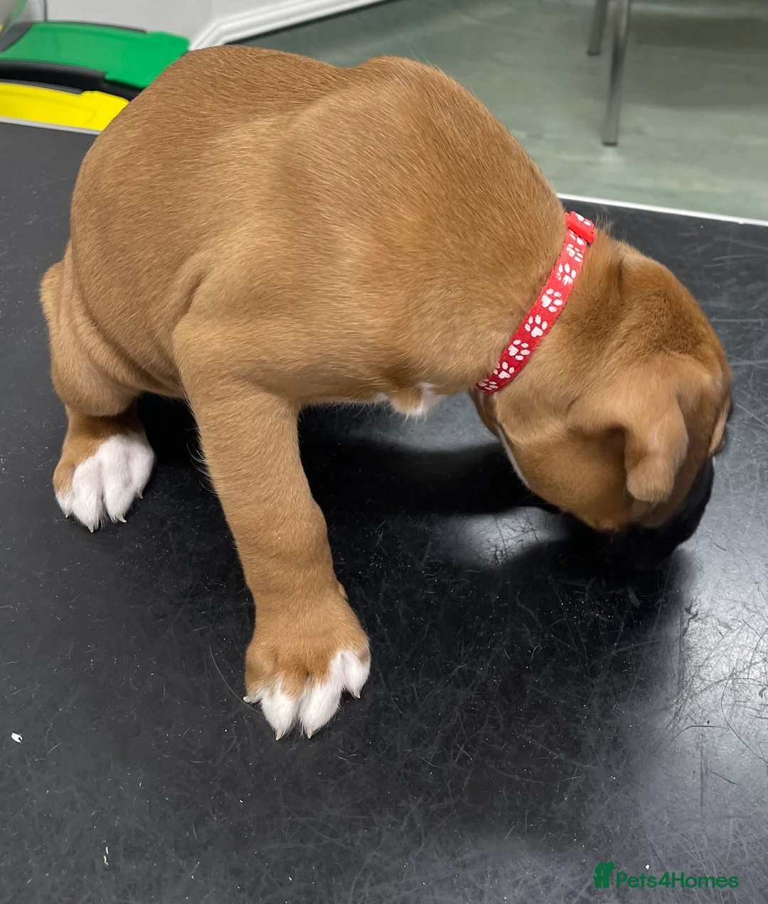 Boxer dogs for sale:  Stunning KC reg bobtailed boxers *1 girl left* - Advert 40