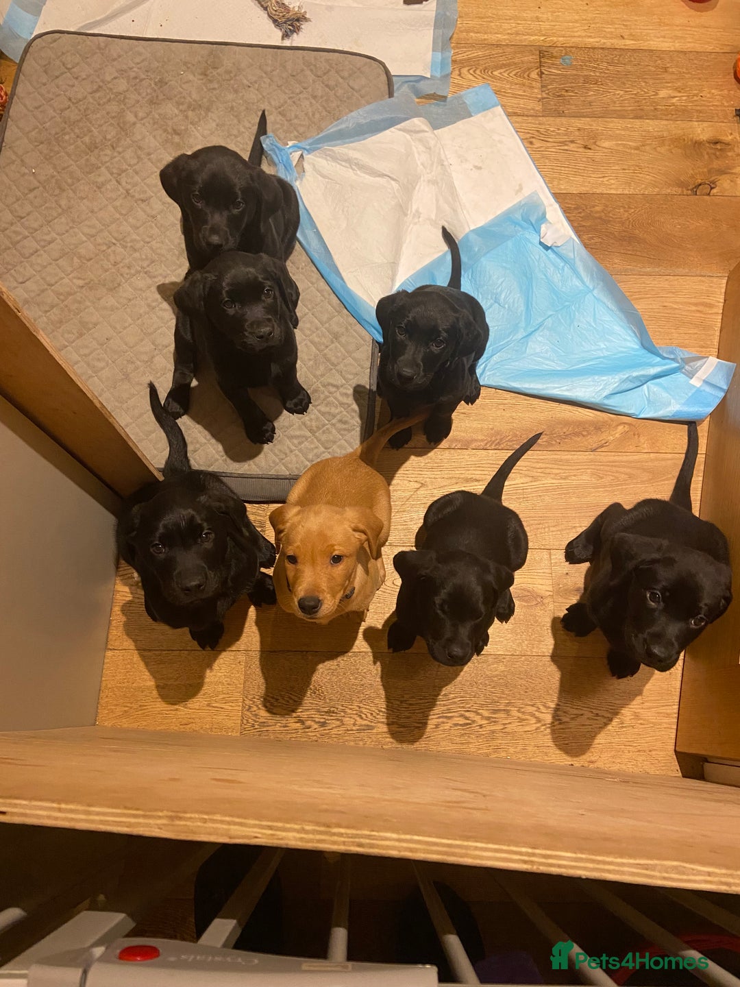 Labrador Retriever dogs for sale: Labrador Puppys ready for homes now - Advert 3