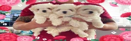 Maltese dogs for stud: STUNNING 💎DIAMOND💎 OPEN AT STUD HEALTH TESTED in Grays - Advert 27