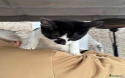Mixed Breed cats for sale: Kittens 2 males 1 female for sale  - Image 12