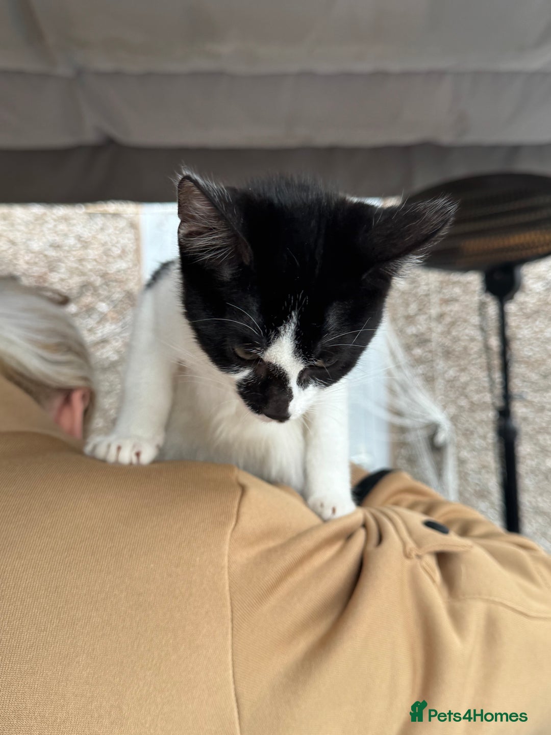 Mixed Breed cats for sale: Kittens 2 males 1 female for sale  - Image 12