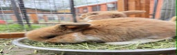Mixed Breed rabbits for sale: *All Rabbits Pending Sale* - Advert 9