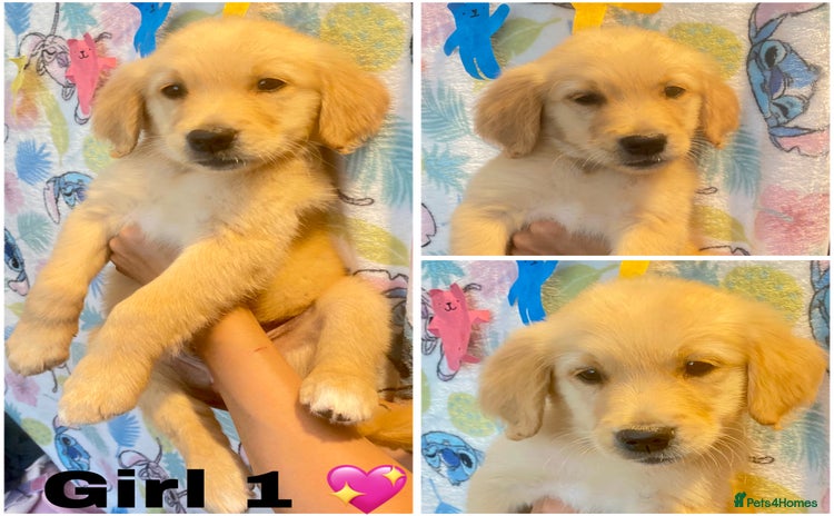 Golden Retriever dogs - Advert 11