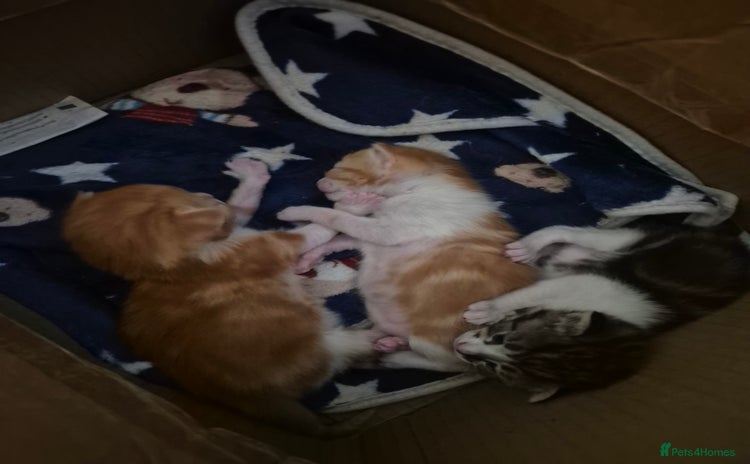Domestic Shorthair cats - Advert 1