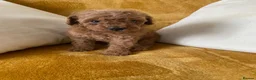 Toy Poodle dogs for sale: Toy poodle puppies in Derby - Advert 4