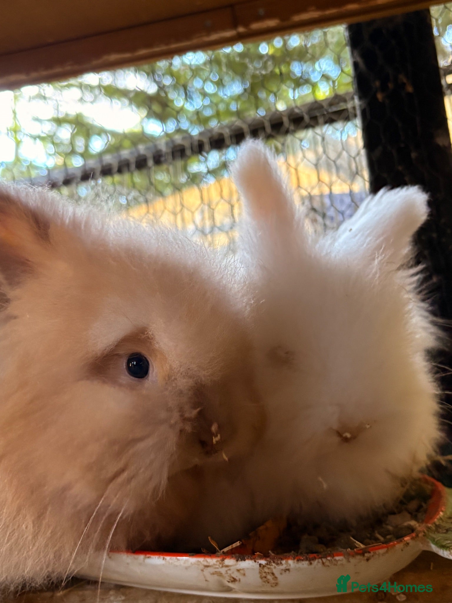 Angora rabbits Beautiful Cream & white angora babies  - Advert 1