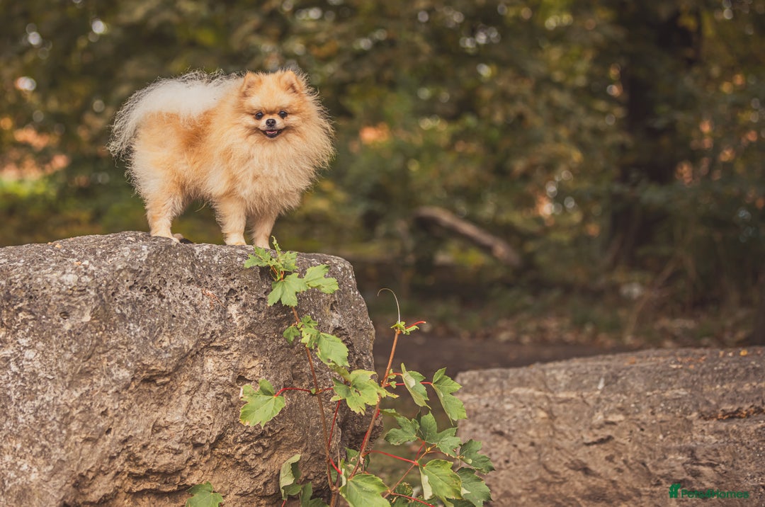 Pomeranian dogs for stud: Prince George Bridgeton 👑 - Advert 9