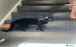 Domestic Shorthair cats for sale: Beautiful black cat looking for new home🐾🩷 - Image 4