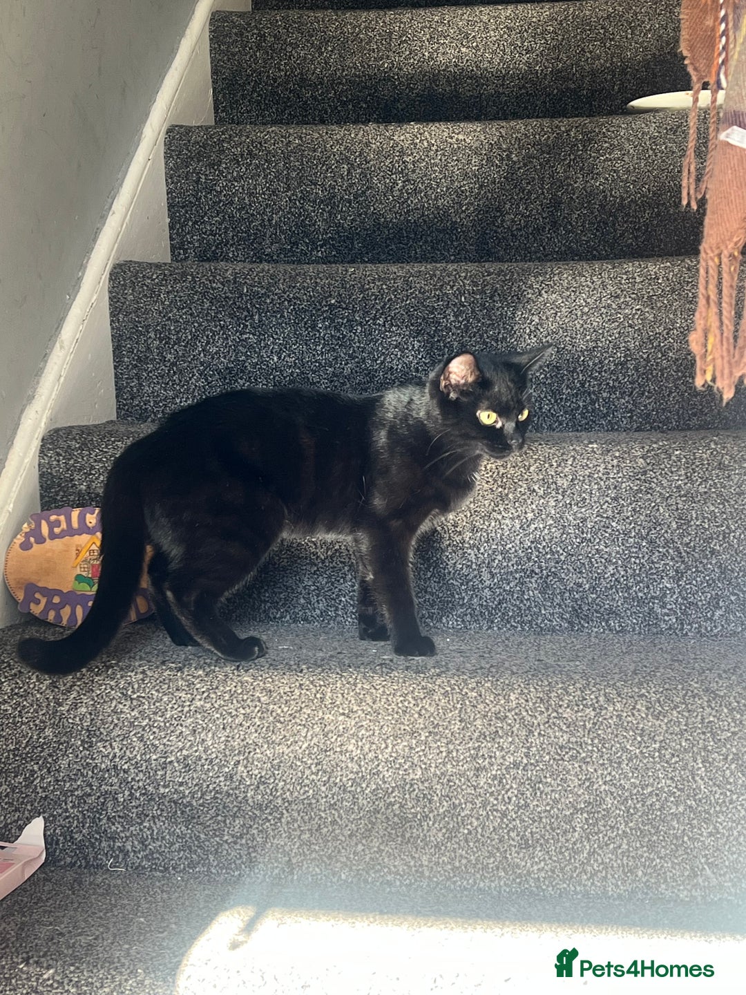 Domestic Shorthair cats for sale: Beautiful black cat looking for new home🐾🩷 - Image 4