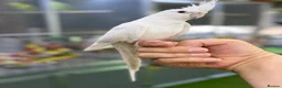 Cockatiels birds for sale: Cocktails  - Advert 2