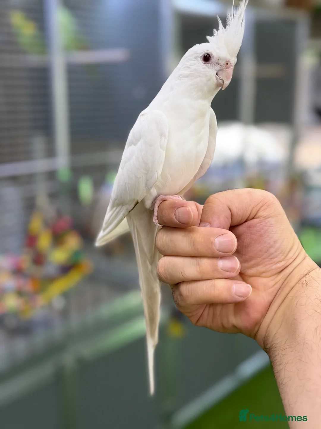 Cockatiels birds for sale: Cocktails  - Advert 2