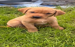 Labrador Retriever dogs for sale: Fox red KC reg labrador puppies - Image 12