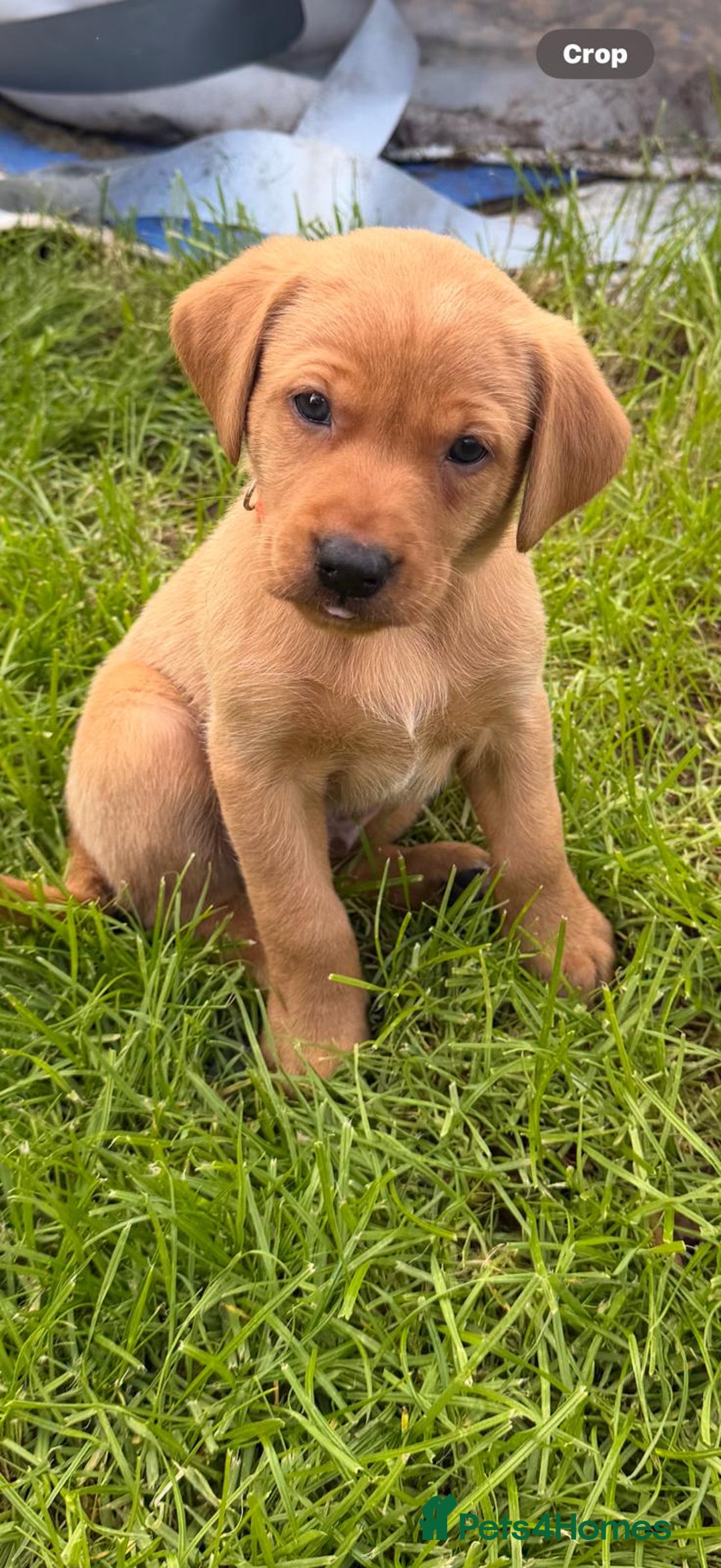 Labrador Retriever dogs for sale: Fox red KC reg labrador puppies - Image 12