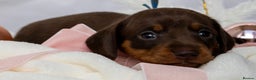 Miniature Dachshund dogs for sale: Chocolate and tan miniature dachshunds  - Advert 6