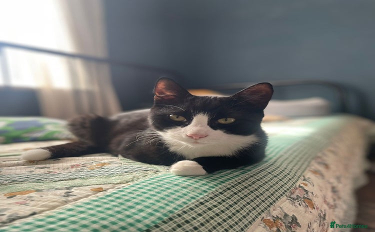 Domestic Shorthair cats - Advert 1
