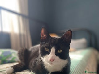 Domestic Shorthair cats - Advert 27