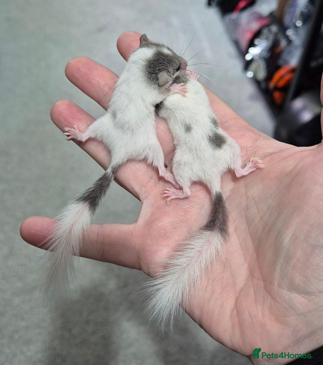 Mouse rodents 🐿️Micro squirrels, African Pygmy dormouse white - Advert 1