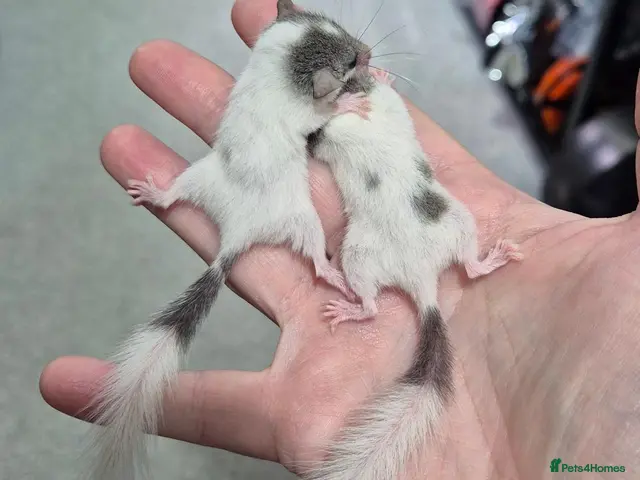 Mouse rodents 🐿️Micro squirrels, African Pygmy dormouse white - Advert 16